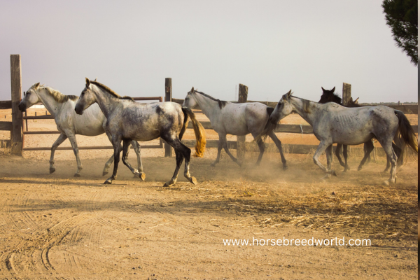 Andalusian