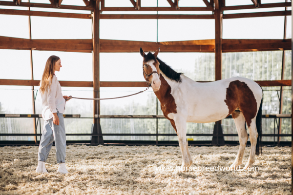 Arabian horse breeding farms