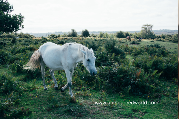 white horse