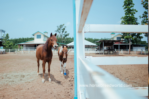 Arabian horse 
