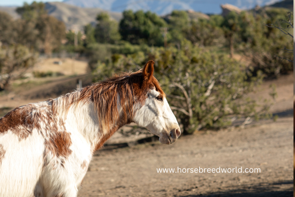 American Paint Horse