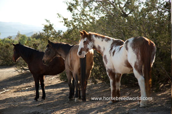 The Appaloosa