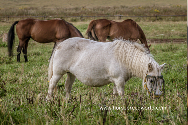 The Icelandic Horse