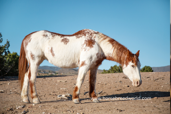 White Horse Breed