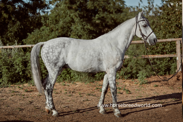 Friesian Sport Horse