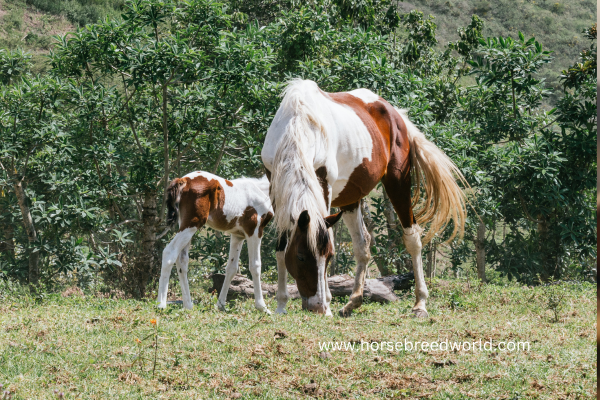 Brown and White Horse Breeds