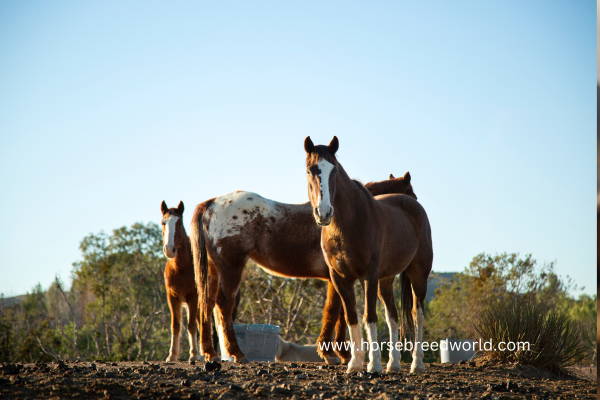 Pinto Horse