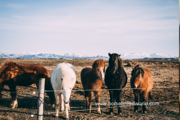 Percheron