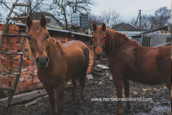 Draft Horse Breeds