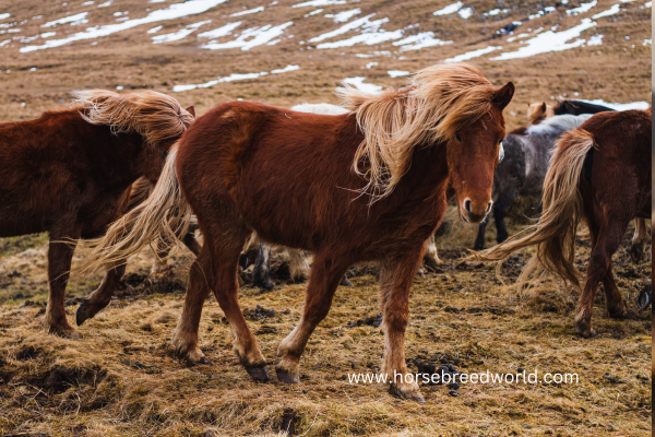 Draft Horse Breeds