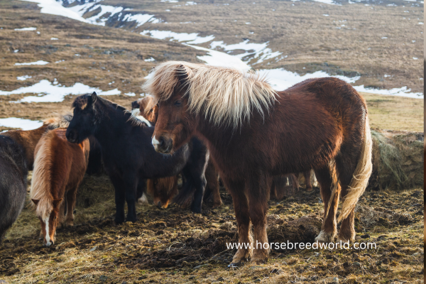 Draft Horse Breeds